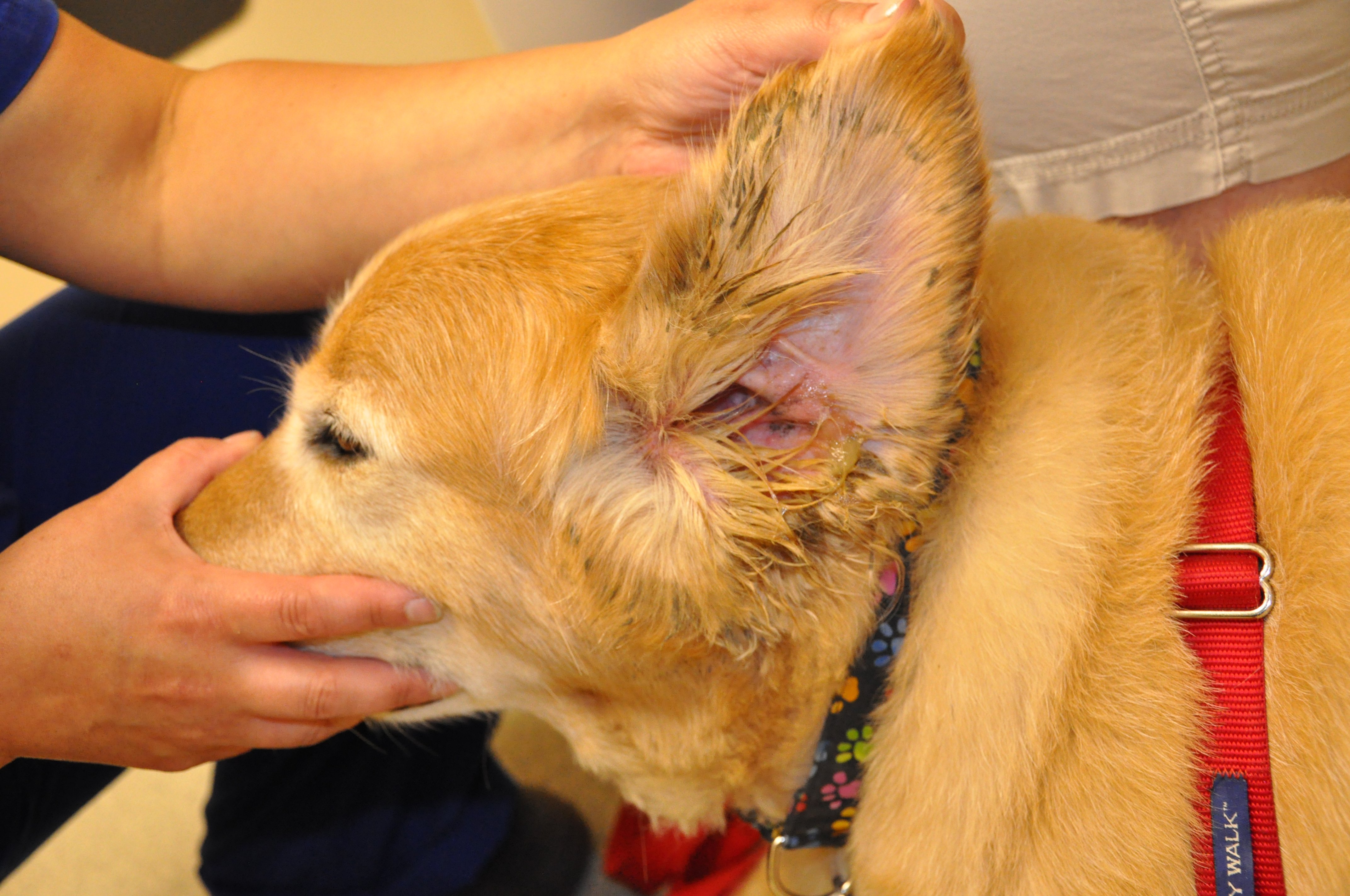 Treating dog ear clearance infection with hydrogen peroxide